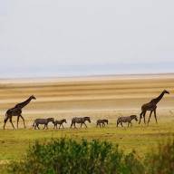 Tanzania Family And Friends Safari Holiday Vacation - 7 Days
