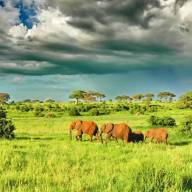 Extended Highlights of Tanzania Safari Holiday Experience – 12 Days