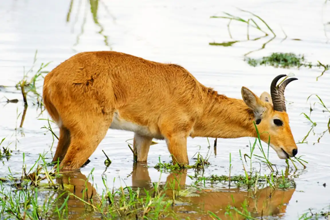 Saadani Bush & River Safari Holiday Vacation – 5 Days: Tanzania Saandani National Park Reed Buck
