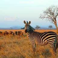 Mikumi National Park, Southern Tanzania Destinations