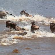 The Great Migration Kenya Luxury Safari Experience