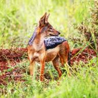 Born Free Kenya Safari - 11 Days