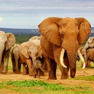 Shaba, Laikipia and Mara Circuit 11 Days Adventure