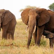 Luxury Kenya Romantic Honeymoon Adventure - 11 Days