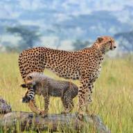 Cheetah Serena Safari Family and Friends Safari Holiday Vacation – 8 Days