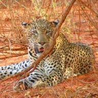 Leopard Safari Across Kenya Safari Holiday Vacation - 12 Days