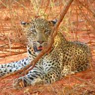 Leopard Safari Across Kenya Safari Holiday Vacation - 12 Days