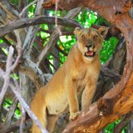Luxury Tanzania Safari & Zanzibar Beach Honeymoon - 12 Days