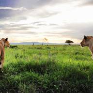Best of Serengeti Safari Holiday Vacation – 4 Days