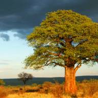 Sanctuary’s Best of Tarangire National Park Safari Holiday – 4 Days