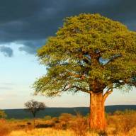 Sanctuary’s Best of Tarangire National Park Safari Holiday – 4 Days