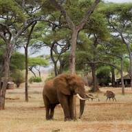 Luxury Bush to Beach Tanzania Adventure Safari Holiday – 11 Days