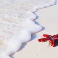 Saadani Bush and Beach Safari Holiday Vacation – 5 Days