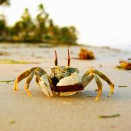 Wonders of Saadani Beach, Bush and River Safari Experience – 7 Days
