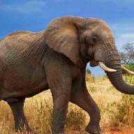 Highlights of Tanzania Safari Holiday Experience – 9 Days