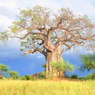 Classic Tanzania Safari Holiday Experience – 8 Days