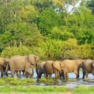 Selous National Park and Mafia Island Relaxed Safari and Beach Adventure Holiday - 13 Days