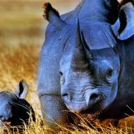 Tanzania Pure Safari Adventure Holiday Vacation - 12 Days