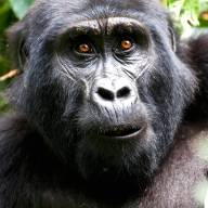Gorilla Tracking Adventure, Uganda – 4 Days