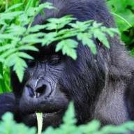 Ultimate Rwanda and Tanzania Holiday – 15 Days