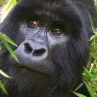 Gorillas, Big Cats, Game & Beach – 16 Days
