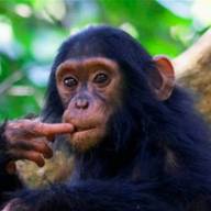Gorillas, Chimpanzees and Other Primates Safari Adventure – 7 Days