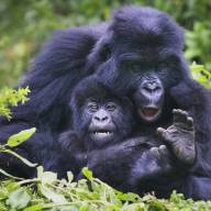 Small Group Rwanda Gorilla Adventure Safari – 4 Day