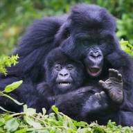 Small Group Rwanda Gorilla Adventure Safari – 4 Day