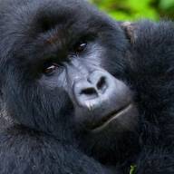 Rwanda Highlights Adventure Safari Holiday – 8 Days