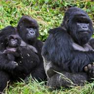 Rwanda Gorillas and Conservation Safari Holiday – 5 Days