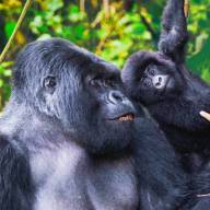 Mountain Gorillas, Beach & Game Safari – 12 Days