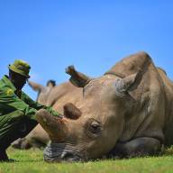 Philanthropic Conservation Safaris