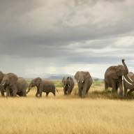 Parks & Reserves of Southern Kenya
