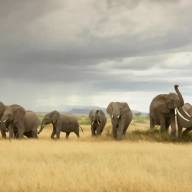 Parks & Reserves of Southern Kenya