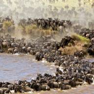 Maasai Mara Game Reserve, Kenya