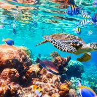 Safari and Indian Ocean Islands