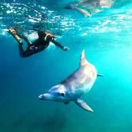 Dolphin Cruise