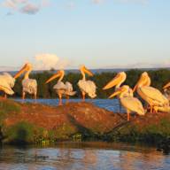 Lake Naivasha, The Great Rift Valley Lakes, Kenya