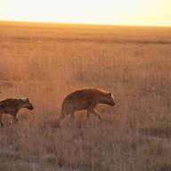 Kigio Wildlife Conservancy, Kenya Destinations
