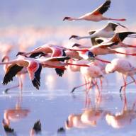 Lake Nakuru, The Great Rift Valley Lakes, Kenya Destinations