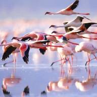 Lake Nakuru, The Great Rift Valley Lakes, Kenya Destinations