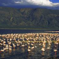 Lake Bogoria, The Great Rift Valley Lakes, Kenya