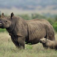 Lewa Wildlife Conservancy, Laikipia Plateau, Kenya