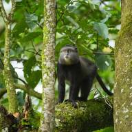 Kakamega Forest, Kenya Destinations