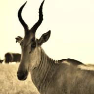 Ol Pejeta Wildlife Conservancy, Laikipia Plateau, Kenya