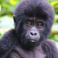 Volcanoes National Park 'Parc National des Volcans', Northern Rwanda Destinations