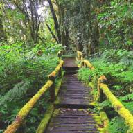 Nyungwe Forest National Park, Southwestern Rwanda Destinations