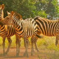 Akagera National Park, Eastern Rwanda Destinations