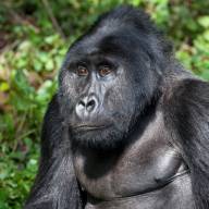 Bwindi Impenetrable Forest National Park, Uganda Destinations