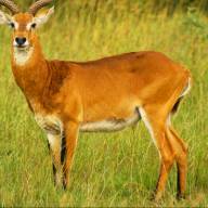 Semliki Wildlife Reserve, Uganda Destinations